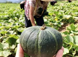 外国网红新瓜最新爆料,揭秘娱乐圈惊人内幕!